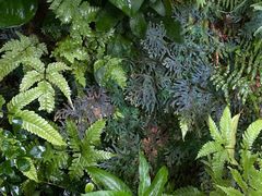 -深圳仙湖植物园