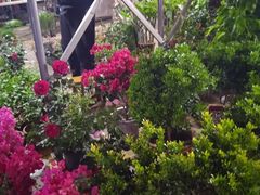 -中环花鸟鱼虫市场