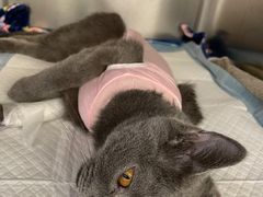 -达爱动物医院·犬猫分区·CT·复杂眼科(远洋山水分院)