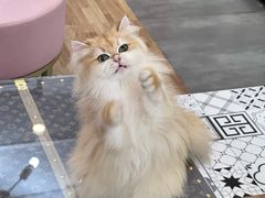 -青奢宠物·青奢猫舍