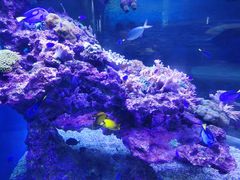 -上海海昌海洋公园