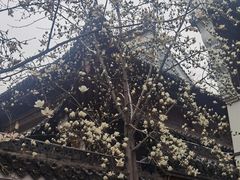 -长春观