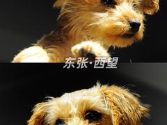 -浣熊柯尔鸭土拨鼠·电玩咖