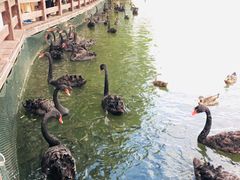 -五缘湾湿地公园