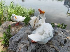 -莲花池公园
