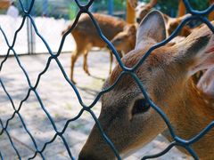 -长白岛森林公园
