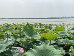 -白洋淀风景区