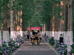 -合肥滨湖国家森林公园