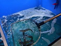-阿尔法海鲜排档(爱琴海店)