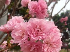 -天适樱花悠乐园