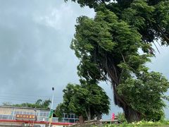 -八仔大富楼·河鲜(西江店)