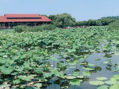 -荷塘月色湿地公园·向阳花洲