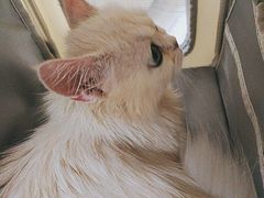 -芭比堂宠物医院·全科爱猫医院·仁德分院