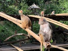 -西双版纳原始森林公园