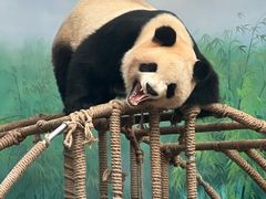 -杭州动物园