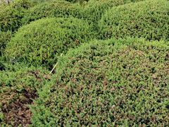 -大江麻辣拌(石油学院店)