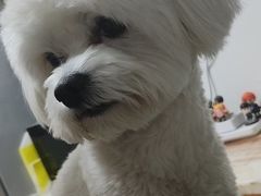 -瑞派宠物医院·中兽医专科(中央商城分院)