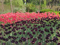 -上海共青森林公园