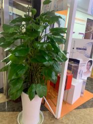 -云南吴氏嘉美医疗美容医院