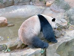 -广州长隆野生动物世界