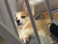 -瑞派康怡24h宠物医院·犬猫医疗中心·微创绝育(瑞景分院)