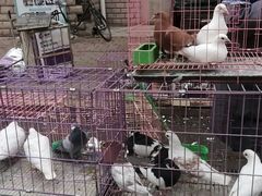 -哈尔滨道外花鸟鱼市场