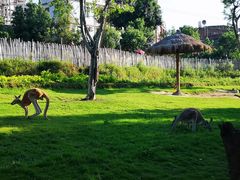 -泉州海丝野生动物世界