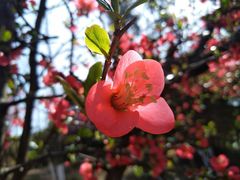 景点-铁山坪森林公园