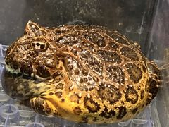 -酷以爬仙阁实体爬宠店·守宫·蜥蜴·专业繁育