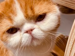 -飞行喵MR PILOT|猫舍·猫咖(静安大融城店)