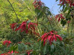 -西双版纳原始森林公园