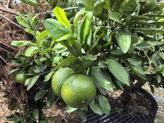 -前小桔亲子创意农场·草莓采摘·露营烧烤