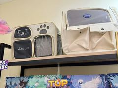 -柚子猫舍·精品猫舍购猫·猫咪认养·购宠·宠物店