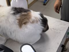 -瑞派宠物医院·24h·骨外科·皮肤科·全科宠物医疗转诊中心(沈阳浑南院)