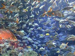 -成都浩海立方海洋公园