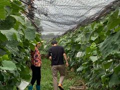 -马陆小张葡萄园农家乐