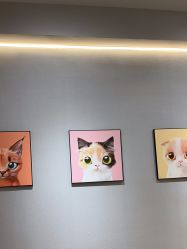 -洗脸猫·洗脸吧