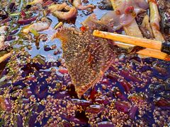 -胖子鱼·天水麻辣鱼火锅(秦州407店)