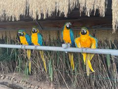 -西霞口神雕山野生动物世界