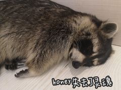 -浣熊柯尔鸭土拨鼠·电玩咖
