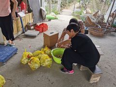 -马陆小张葡萄园农家乐