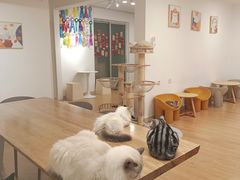 -有喵·猫咖·狗咖·30几只猫10只小狗(岗厦店)