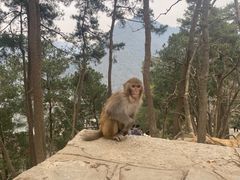 -黔灵山公园