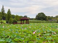-宜兴龙背山森林公园