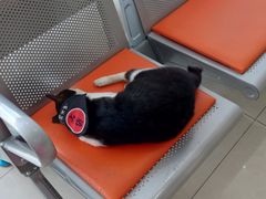 -创凡宠物医院·骨专科  猫科中心(西乡分院)