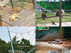 -西霞口神雕山野生动物世界