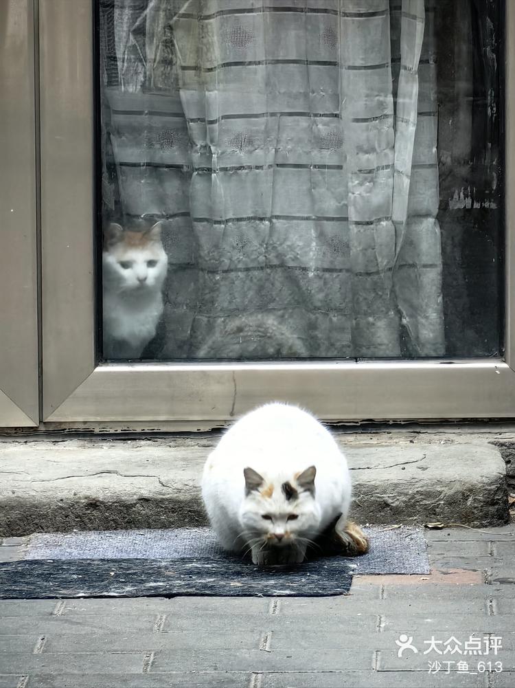 巷子里的猫图片壁纸图片