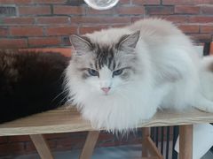 -豆逗聊愈猫阁Easy Life
