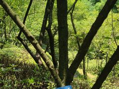 -南山植物园