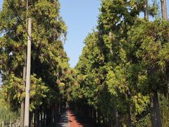 -上海长兴岛郊野公园